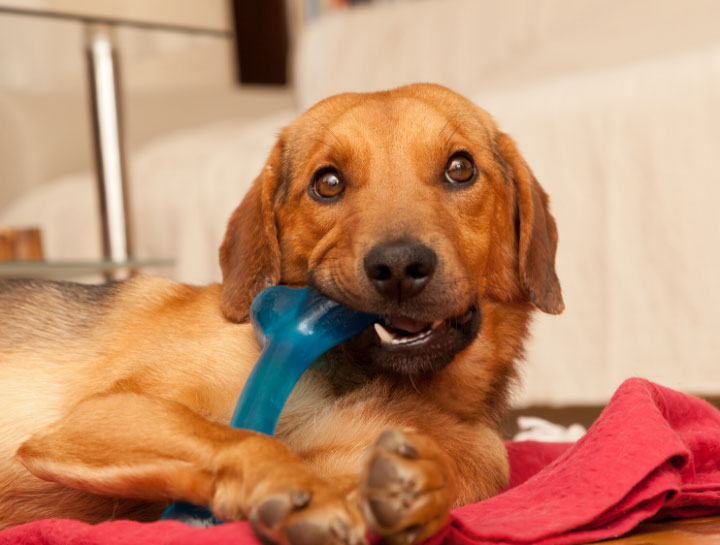 Pet Dental Care in Flushing