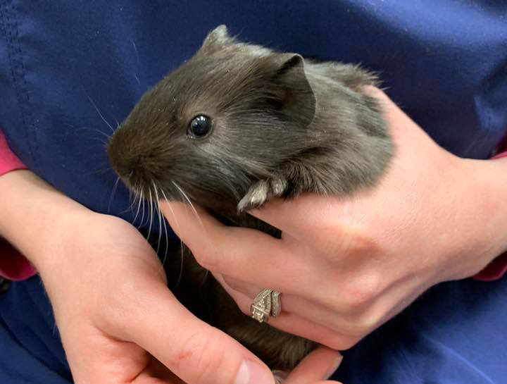 Flushing Small Animal Veterinarian | Hamster Vet